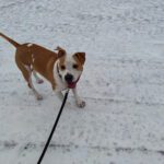 Skoby Hundhotell hundpensionat