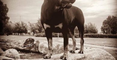 Alfahunden hundpensionat