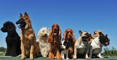 Tygelsjö Hundpensionat hundpensionat