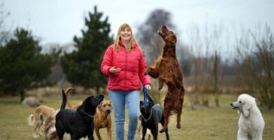 Hildesborgs Hunddagis