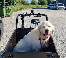 Hyllie Hundcenter hundpensionat