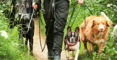 AMNIS HUNDHUS Södra Berget