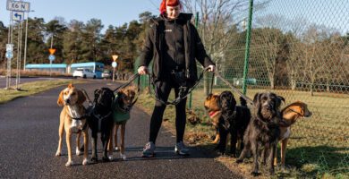 Göteborgs Hunddagis-Högsbo