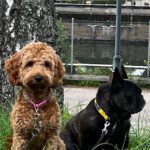 Lerum Hunddagis & Hundpensionat