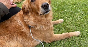 Gyllerboda Hundcenter AB