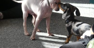 Hundens Hus hundpensionat