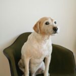 Skedala Hundpensionat & Hunddagis