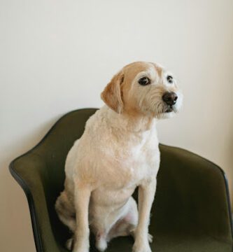 Skedala Hundpensionat & Hunddagis