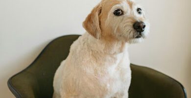 Skedala Hundpensionat & Hunddagis