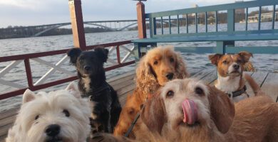 Stockholms Hundforum Hunddagis Vasastan - Odenplan