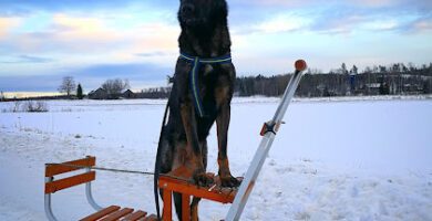 Djurkollo hundpensionat