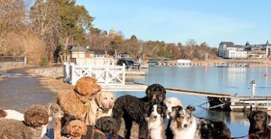 Saltsjöbadens Hunddagis