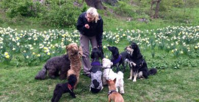 Hundens Hörna Huvudsta