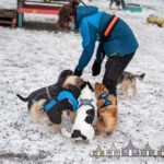 Göteborgs Hunddagis-Dog Royal på Hisingen