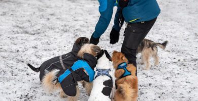 Göteborgs Hunddagis-Dog Royal på Hisingen