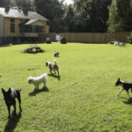 Hunddagiset Tusen Tassar AB