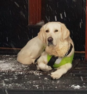 Hundpensionat Soläng hundpensionat