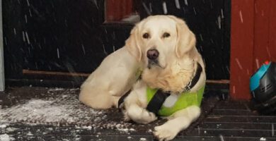 Hundpensionat Soläng hundpensionat