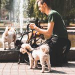 MyDogCare Södermalm hundpensionat