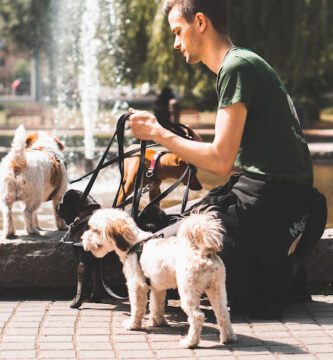 MyDogCare Södermalm hundpensionat