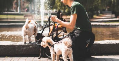 MyDogCare Södermalm hundpensionat