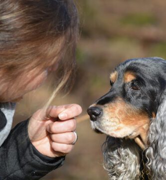 Dog Kindergarten Tribus