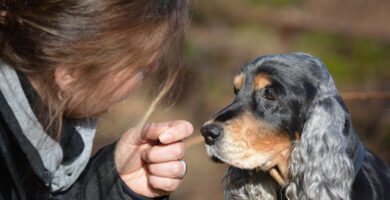 Dog Kindergarten Tribus