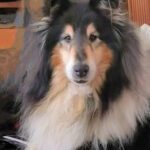 Smaskens Hundpensionat