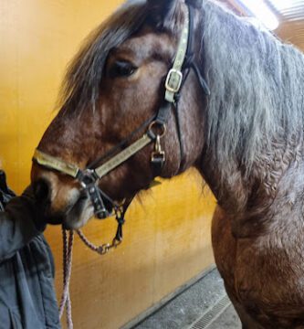 ATG Horse Clinics AB Horse Hospital Färjestad veterinär