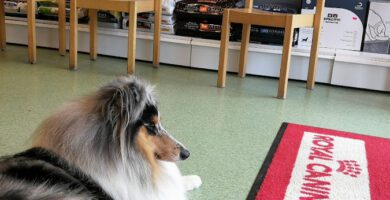 Alfaveta AB Veterinärkliniken i Oxie veterinär