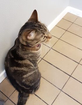 AniCura Animal Clinic Kusthöjden veterinär