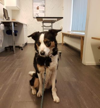 AniCura Animal Doctor veterinär