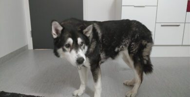 AniCura Animal Hospital in Hässleholm veterinär