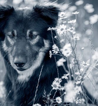 AniCura Bohusläns Djursjukhus veterinär