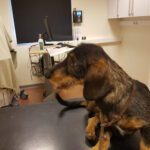 AniCura Djurkliniken Katrineholm veterinär