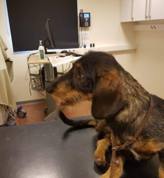 AniCura Djurkliniken Katrineholm veterinär