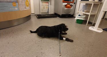 AniCura Jägarvallens Djursjukhus veterinär