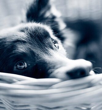 AniCura Kalmarsunds Djursjukhus veterinär