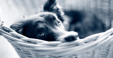 AniCura Kalmarsunds Djursjukhus veterinär