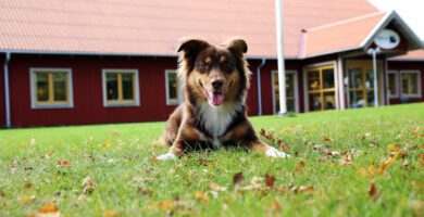 AniCura Läckeby Djurklinik veterinär