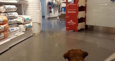 AniCura Norsholms Animal Hospital veterinär