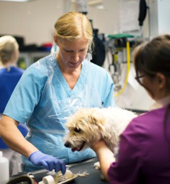 AniCura Veterinärhuset Ängelholm veterinär