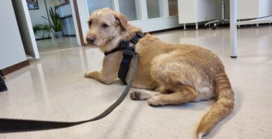 Animal Artro Clinic i Söderköping veterinär