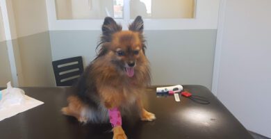 Animal Clinic in Partille veterinär