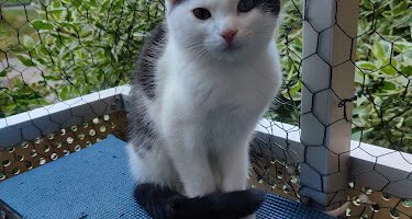 Animal Clinic in Umeå veterinär