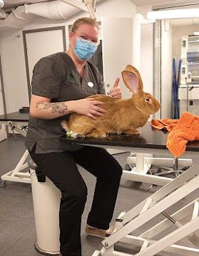 Animallogos Djurhälsa veterinär