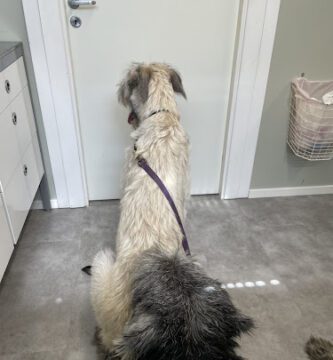 Aniuma Vetcentrum veterinär