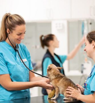 Awake Djursjukhus Helsingborg veterinär