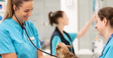 Awake Djursjukhus Helsingborg veterinär