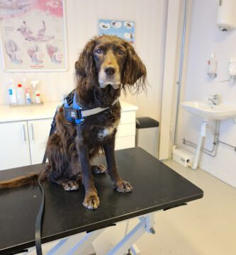Bålsta Smådjursveterinärer AB veterinär